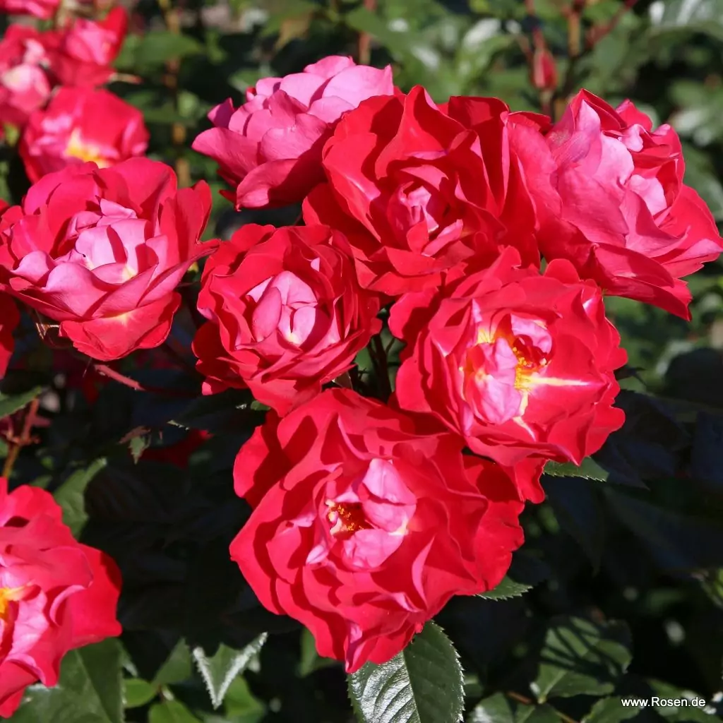 Роза парковая Блютенрейн